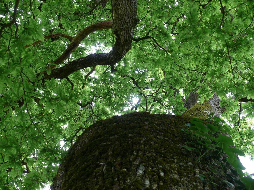 Gites A L'Ombre Des Chenes Chateauvieux  Ruang foto
